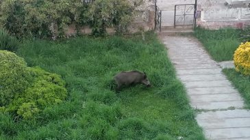 AYVALIK’TA ÇAMLIK’I YABAN DOMUZLARI BASTI