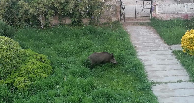 AYVALIK’TA ÇAMLIK’I YABAN DOMUZLARI BASTI